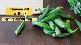 Health Tips: हिवाळ्यात भेंडी खाल्ल्यास काय होते? कोणता आजार होतो बरा? डॉक्टरांनी दिला सल्ला