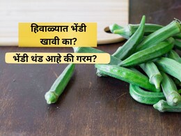 Health Tips: हिवाळ्यात भेंडी खाल्ल्यास काय होते? कोणता आजार होतो बरा? डॉक्टरांनी दिला सल्ला