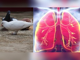 कबूतरों को दाना डालना बन सकता है जानलेवा! डॉक्टर ने बताया होती है फेफड़ों की ये खतरनाक बीमारी