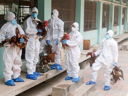 Bird Flu: भारत के इस राज्य में बर्ड फ्लू का Alert, क्&zwj;या होते हैं इसके लक्षण, कैसे करें बचाव