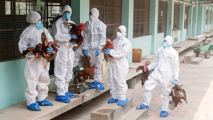 Bird Flu: भारत के इस राज्य में बर्ड फ्लू का Alert, क्‍या होते हैं इसके लक्षण, कैसे करें बचाव