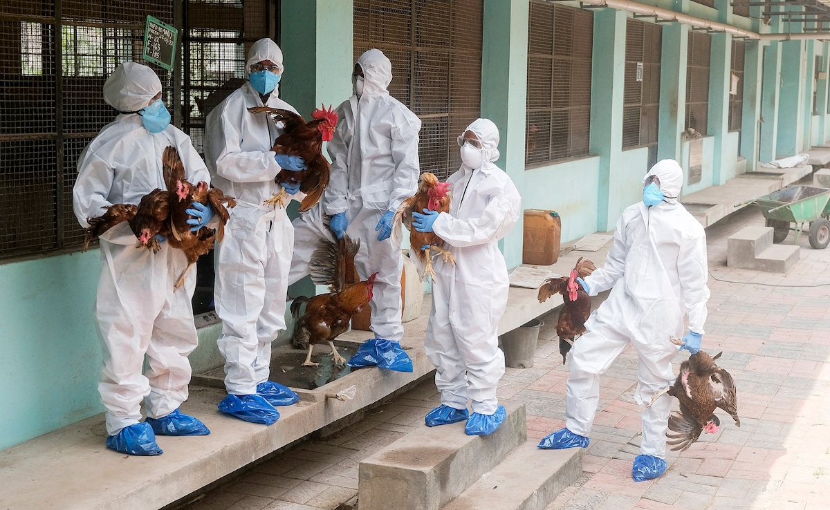 Kerala Reports Avian Influenza Outbreak In Alappuzha And Kottayam, Government Intensifies Surveillance