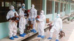 Kerala Reports Avian Influenza Outbreak In Alappuzha And Kottayam, Government Intensifies Surveillance