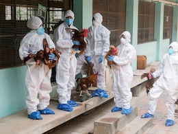 Kerala Bird Flu Alert: क्रिसमस से पहले केरल में बर्ड फ्लू का तांडव, इन दो जिलों में मांस-अंडे की बिक्री पर लगा बैन!