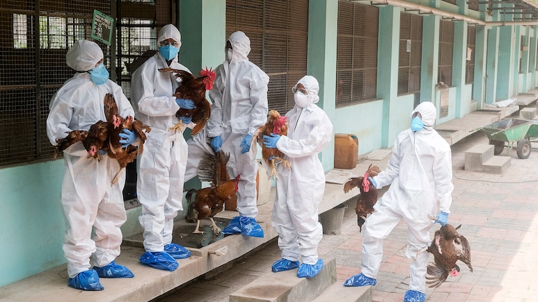 Kerala Bird Flu Alert: क्रिसमस से पहले केरल में बर्ड फ्लू का तांडव, इन दो जिलों में मांस-अंडे की बिक्री पर लगा बैन!