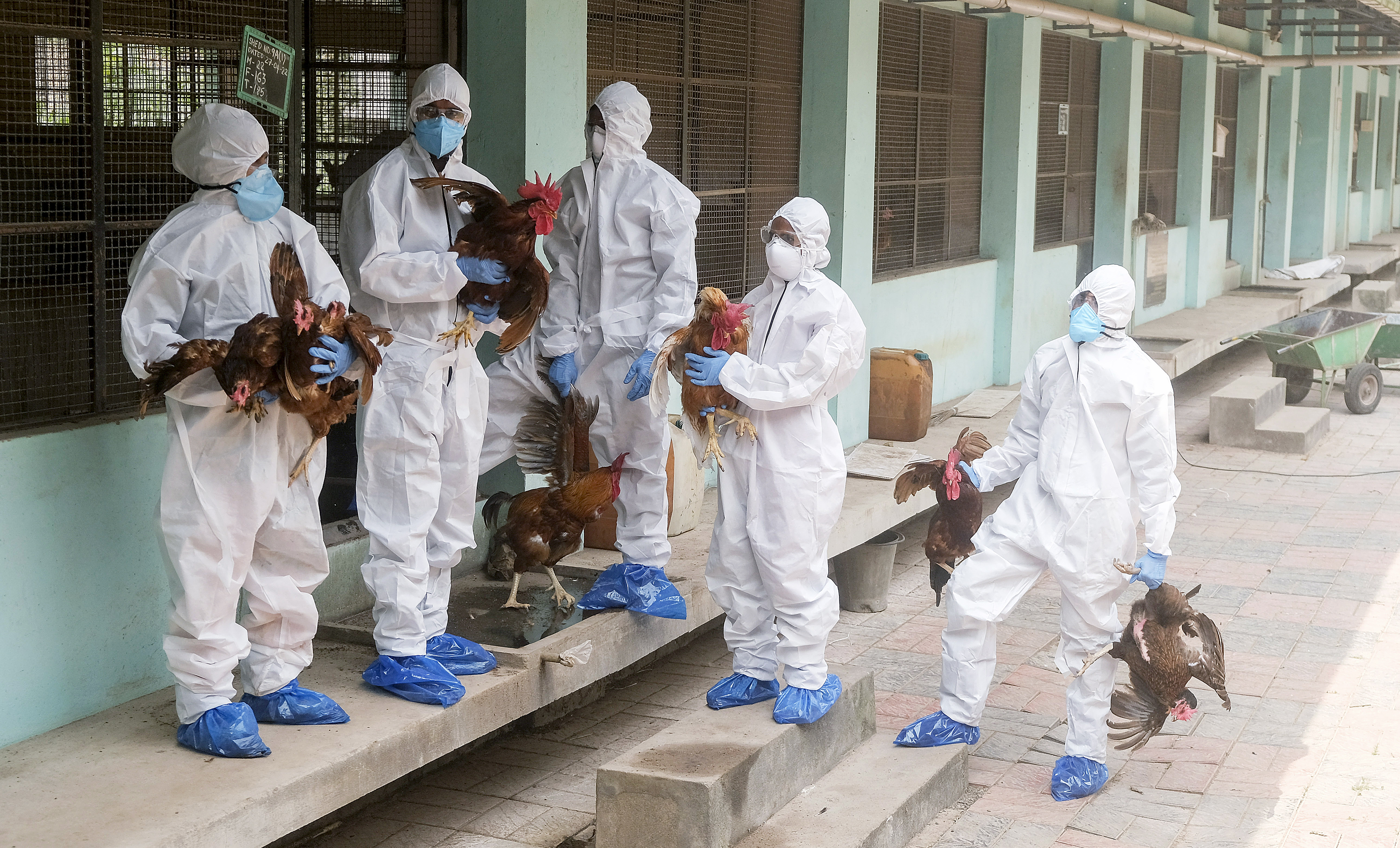 Bird Flu Alert: Tamil Nadu To Step Up Surveillance Along Kerala Border