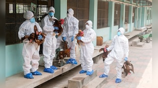 Bird Flu: भारत के इस राज्य में बर्ड फ्लू का Alert, क्&zwj;या होते हैं इसके लक्षण, कैसे करें बचाव
