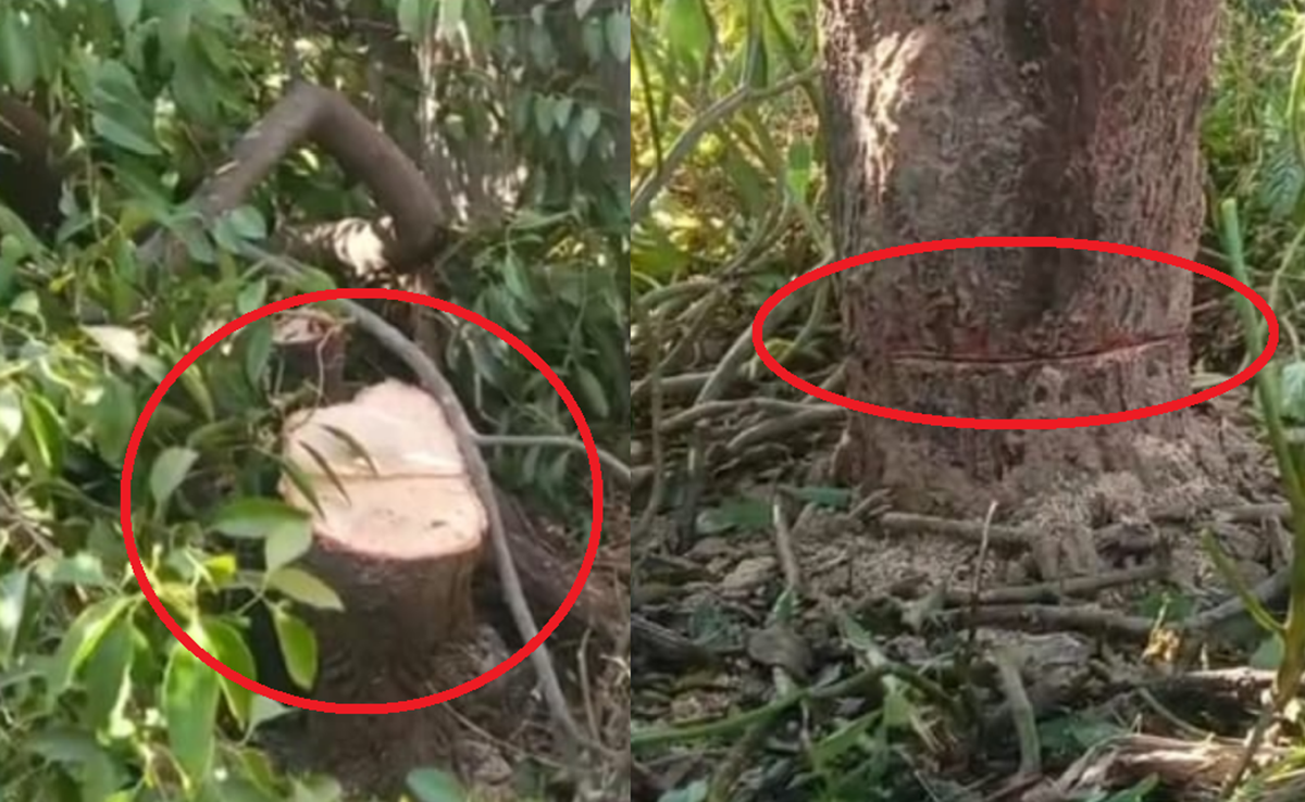 Chandan Ki Chori: सफेद चंदन के पेड़ों पर चोरों का कहर, यहां मंदिर और घरों से कीमती पेड़ गायब