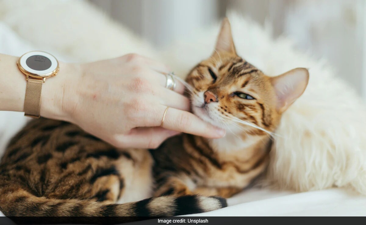 Cat Reunites With Family After 443 Days
