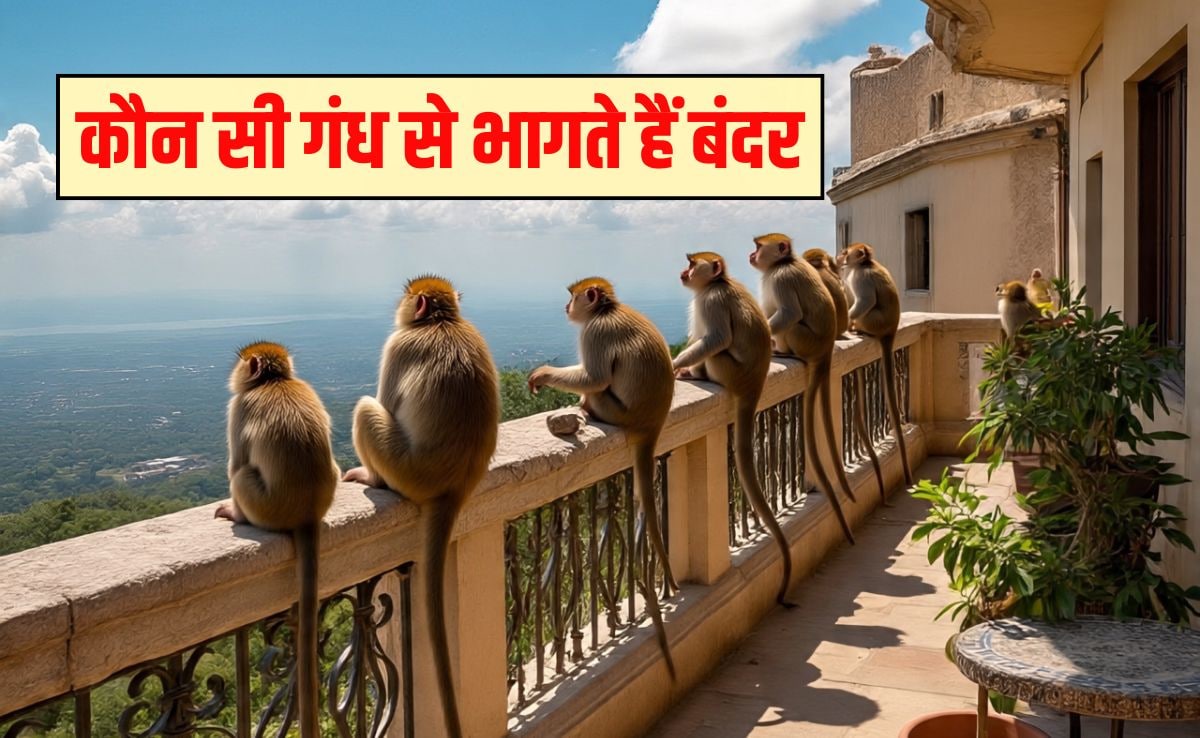 बंदर किस चीज से डरते हैं? बंदर किस गंध से नफरत करते हैं, सूंघते ही भाग जाएंगे सारे