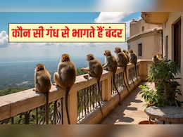 बंदर किस चीज से डरते हैं? बंदर किस गंध से नफरत करते हैं, सूंघते ही भाग जाएंगे सारे