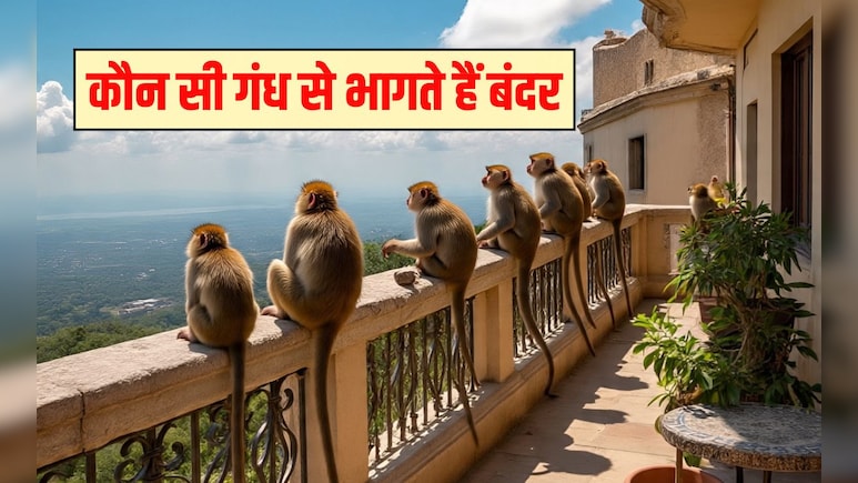 बंदर किस चीज से डरते हैं? बंदर किस गंध से नफरत करते हैं, सूंघते ही भाग जाएंगे सारे