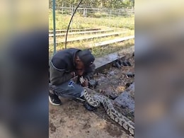 अजगर की धड़कनें थम चुकी थीं...शख्स ने मुंह से सांस देकर ऐसे बचाई जान, देखें VIDEO