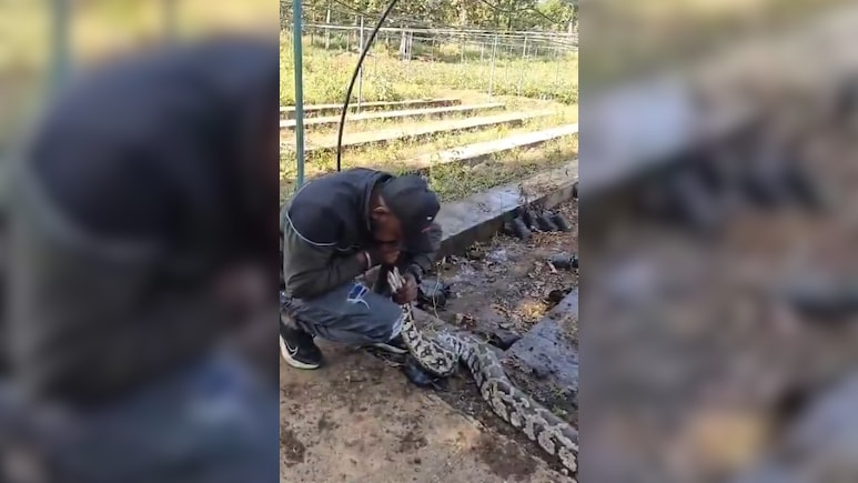 अजगर की धड़कनें थम चुकी थीं...शख्स ने मुंह से सांस देकर ऐसे बचाई जान, देखें VIDEO