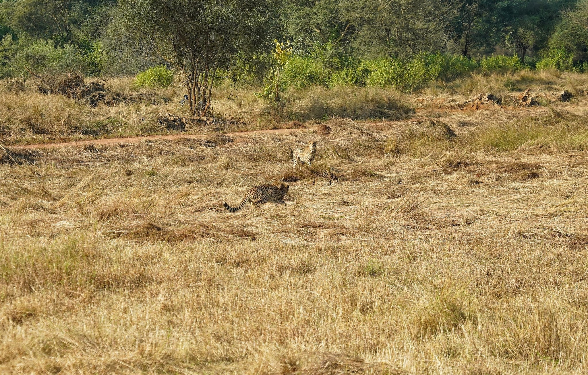 Kuno National Park Cheetah Veera 