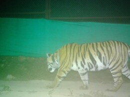 रामगढ़ टाइगर रिजर्व में गूंजी बाघिन PN-224 की दहाड़, राजस्थान के लिए मील का पत्थर साबित होगा यह कदम