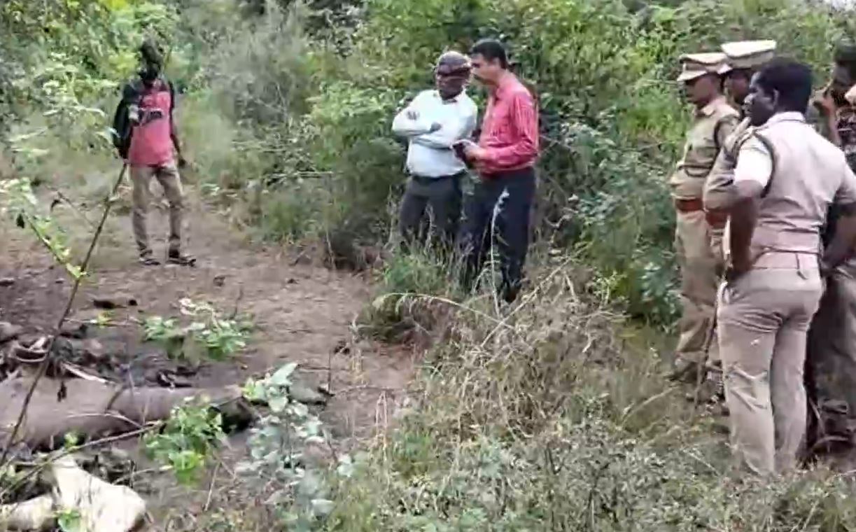 Investigation Launched After 3 Elephants Found Dead in Tamil Nadu Private Forest; Total Reaches 6 Deaths in 3 Months