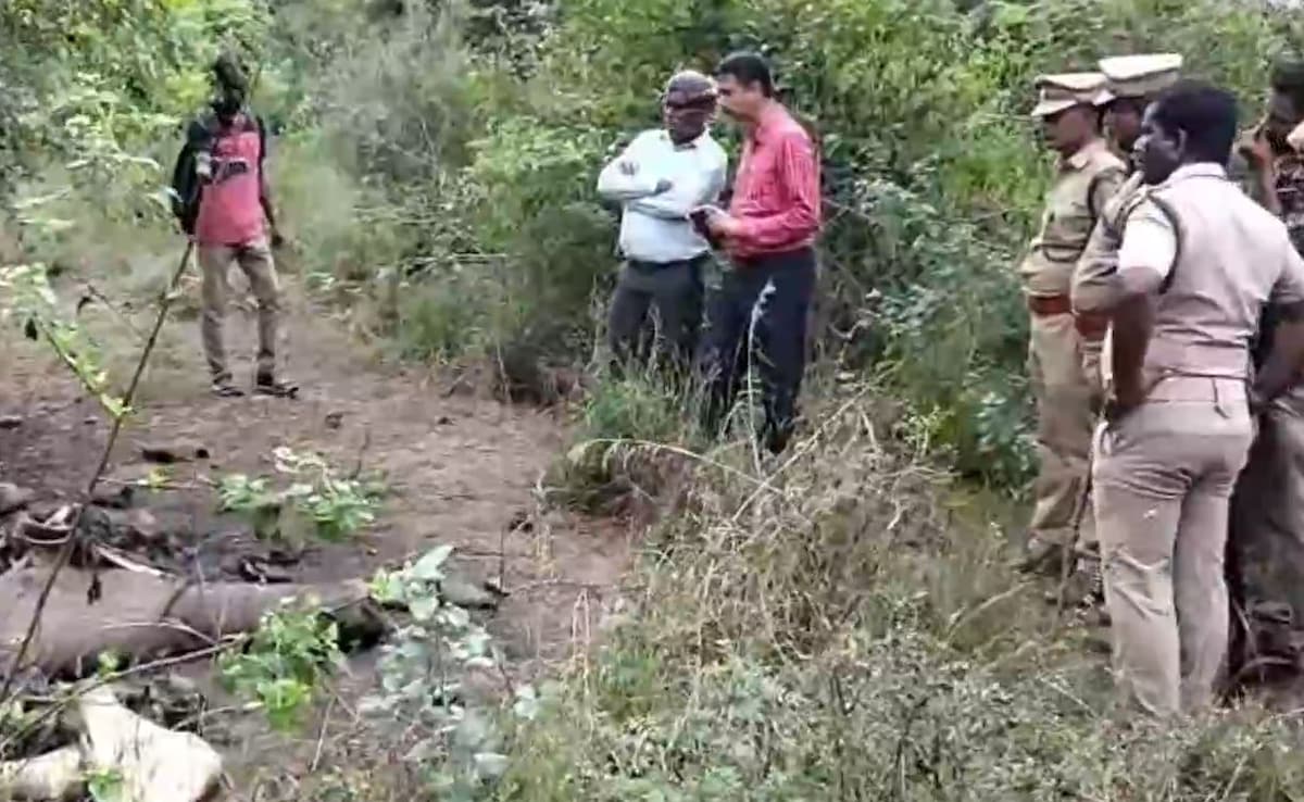 3 Elephants Found Dead In Tamil Nadu Private Forest; 6 Deaths In 3 Months