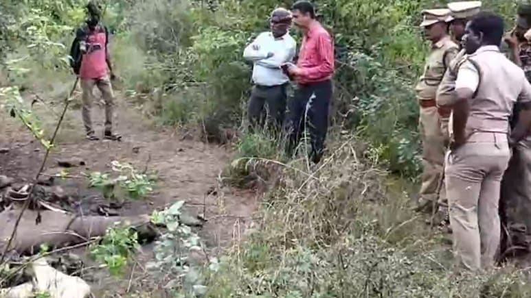 3 Elephants Found Dead In Tamil Nadu Private Forest; 6 Deaths In 3 Months