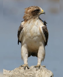 What's The Largest Eagle In Africa