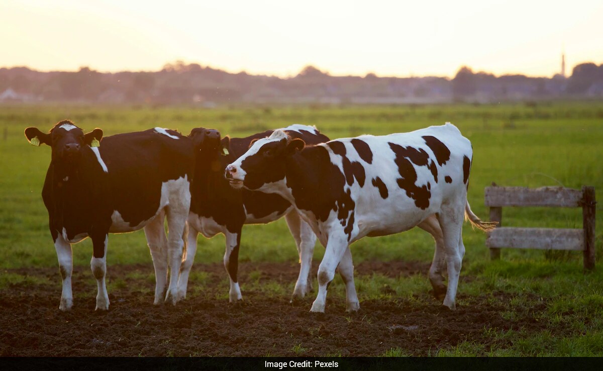Study Reveals 10,000-Year Genetic History of East Asian Cattle