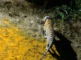 Operation TARA: ताडोबाची 'तारा' सह्याद्रीच्या कुशीत! T7-S2 चे  मादीचे सॉफ्ट रिलिज