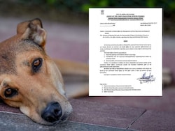 J&amp;K Teachers Directed To Monitor, Report Stray Dog Population Around Schools