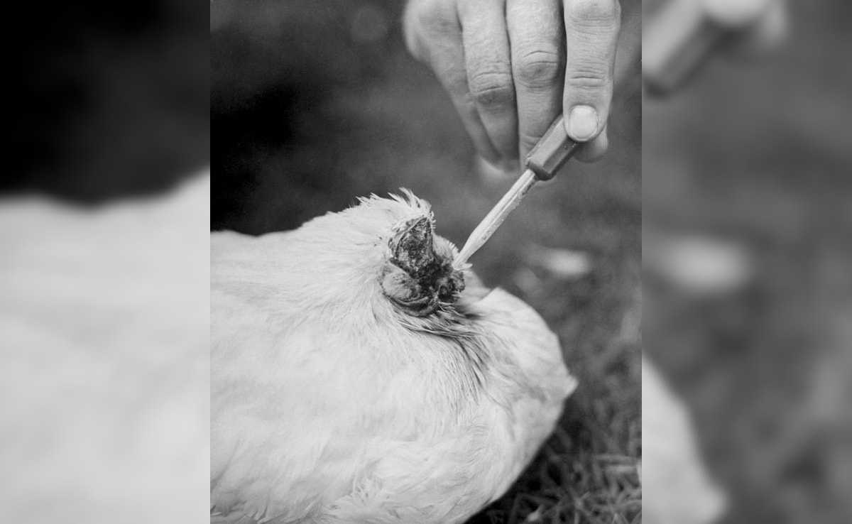 Latest and Breaking News on NDTV