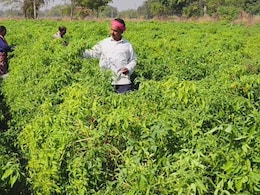 Chilli Cultivation: मिर्च की खेती ने छत्तीसगढ़ के इस किसान को बनाया मालामाल! जानिए 12 एकड़ जमीन पर कैसे किया ये कमाल