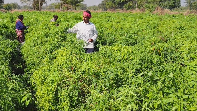 Chilli Cultivation: मिर्च की खेती ने छत्तीसगढ़ के इस किसान को बनाया मालामाल! जानिए 12 एकड़ जमीन पर कैसे किया ये कमाल