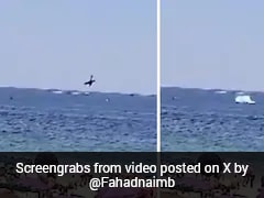 On Camera, Small Plane Crashes Into Sea In Brazil, Pilot Dies