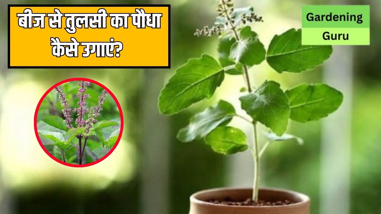 तुलसी के बीज से तुलसी का पौधा कैसे उगाएं? जानें कितने दिनों में उग जाएगा पौधा