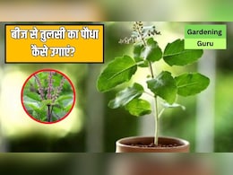 तुलसी के बीज से तुलसी का पौधा कैसे उगाएं? जानें कितने दिनों में उग जाएगा पौधा