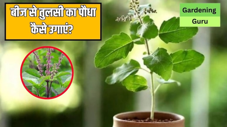 तुलसी के बीज से तुलसी का पौधा कैसे उगाएं? जानें कितने दिनों में उग जाएगा पौधा