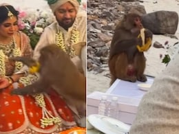 मंडप में चल रहा था कन्यादान, तभी दुल्हन के ऊपर कूदा बंदर, फिर जो हुआ, यूजर्स बोले- शादी में भगवान खुद आ गए!
