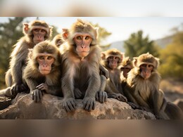 सबसे ज्यादा किस चीज से डरते हैं बंदर? जवाब नहीं जानते होंगे आप