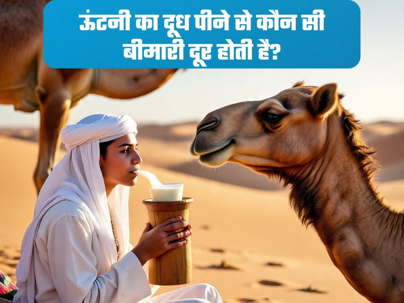 ऊंटनी के दूध को कहा जाता है सफेद सोना, कीमत और फायदे सुनकर उड़ जाएंगे होश