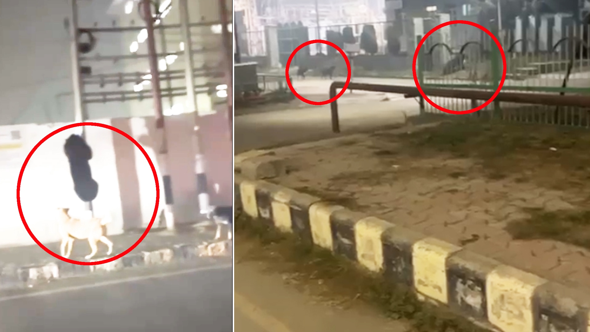 Video: Video: Wild Bear Spotted In Srinagar, Sparks Panic Among Locals