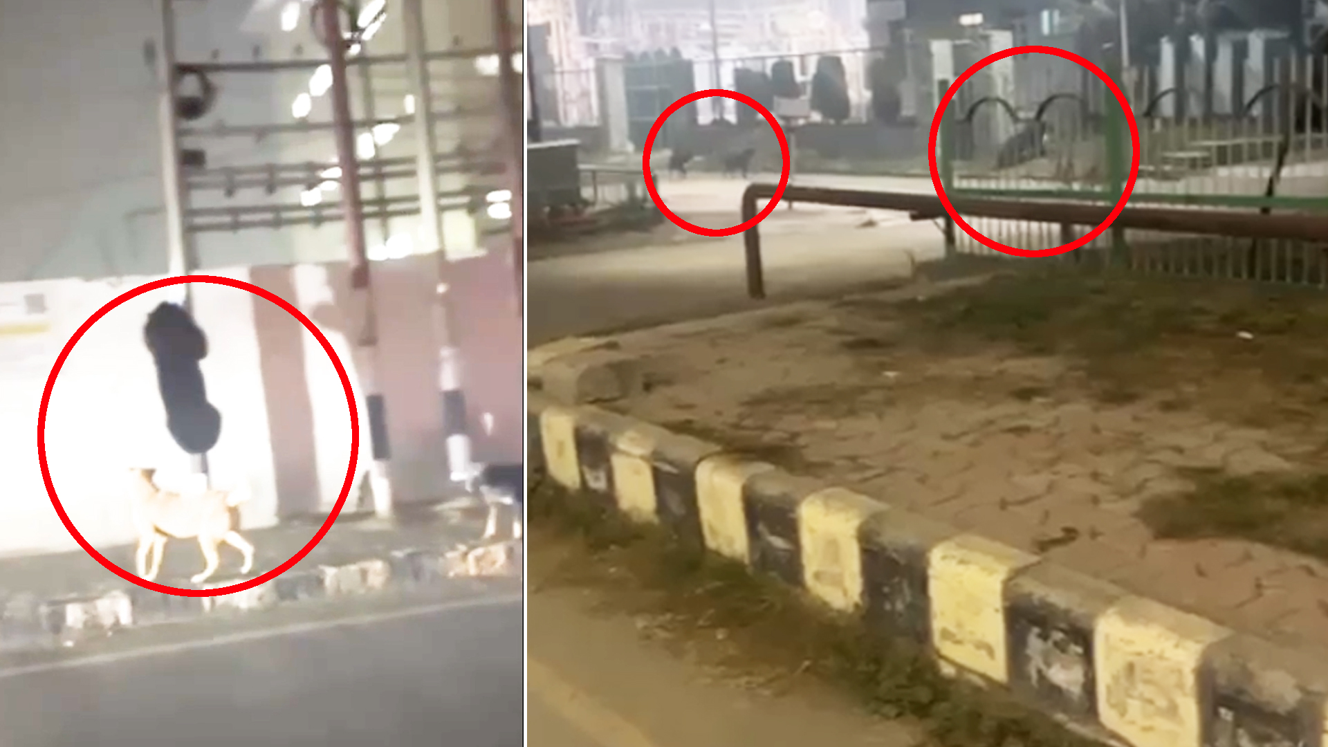 Video: Wild Bear Spotted In Srinagar, Sparks Panic Among Locals