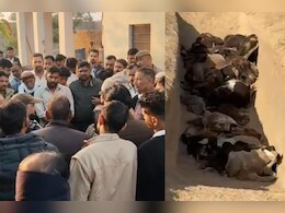 श्रीगंगानगर में 100 से ज्यादा गायों की मौत का मामला, गौशाला अध्यक्ष का इस्तीफा, टीकाराम जूली ने उठाए सवाल