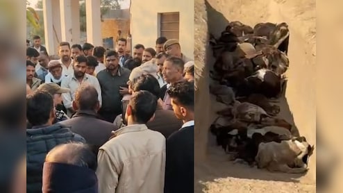 श्रीगंगानगर में 100 से ज्यादा गायों की मौत का मामला, गौशाला अध्यक्ष का इस्तीफा, टीकाराम जूली ने उठाए सवाल