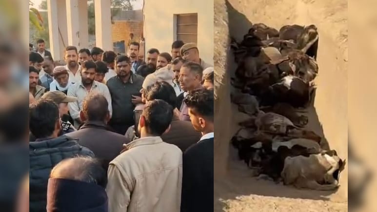 श्रीगंगानगर में 100 से ज्यादा गायों की मौत का मामला, गौशाला अध्यक्ष का इस्तीफा, टीकाराम जूली ने उठाए सवाल