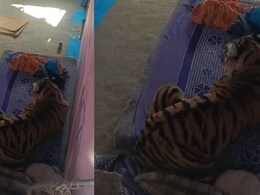 मप्र: बांधवगढ़ से सटे गांव में बाघ का ग्रामीणों पर हमला, घर के अंदर खटिए पर बैठा, देखें वायरल वीड&zwj;ियो