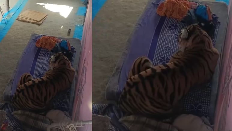 मप्र: बांधवगढ़ से सटे गांव में बाघ का ग्रामीणों पर हमला, घर के अंदर खटिए पर बैठा, देखें वायरल वीड&zwj;ियो