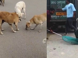 कानपुर में 5 खूंखार कुत्तों को उम्रकैद, आखिर किस अपराध की मिली ऐसी सजा