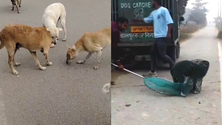 कानपुर में 5 खूंखार कुत्तों को उम्रकैद, आखिर किस अपराध की मिली ऐसी सजा