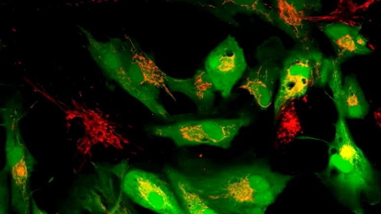 Scientists Discover Method To Revive Ageing Human Cells By Boosting Mitochondria