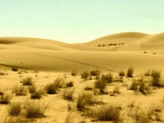 विशाल रेगिस्तान, फिर भी ऑस्ट्रेलिया से रेत क्यों मंगा रहे सऊदी अरब और UAE? वजह है खास