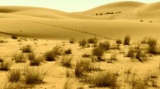 विशाल रेगिस्तान, फिर भी ऑस्ट्रेलिया से रेत क्यों मंगा रहे सऊदी अरब और UAE? वजह है खास