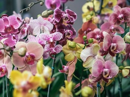 Which State In India Is Called The Land Of Orchids? And, The Best Way To Explore It